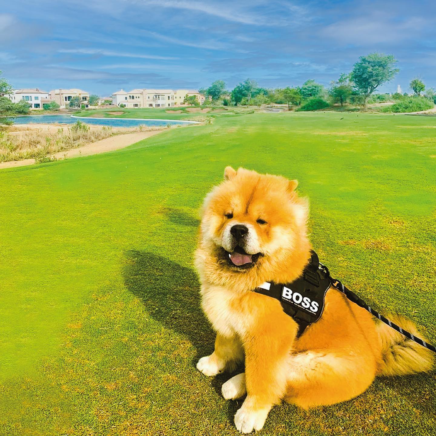 A fluffy dog sitting on lush green lawns